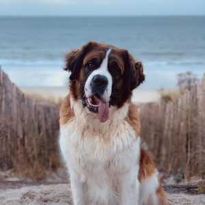 Expert du Chien, un conseiller en animalerie à Guéret