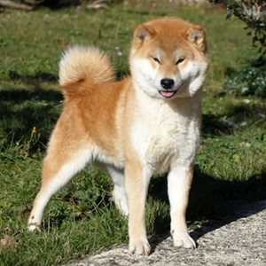 Elevage de Shiba Inu, un éleveur d'animaux à Montluçon