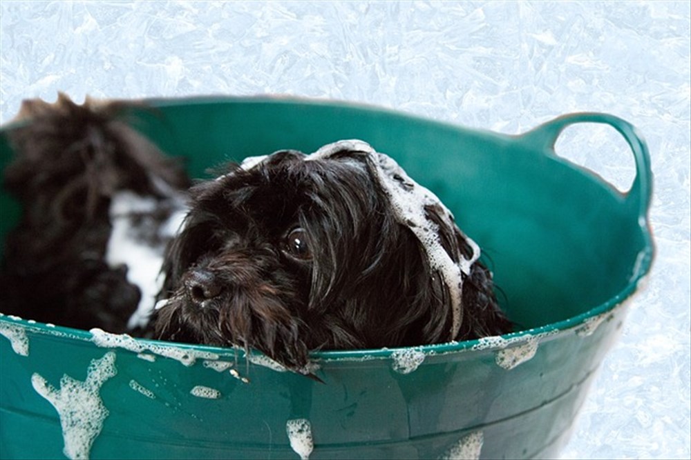 Toilettage Régulier : Santé et Bien-être Animal à Lausanne