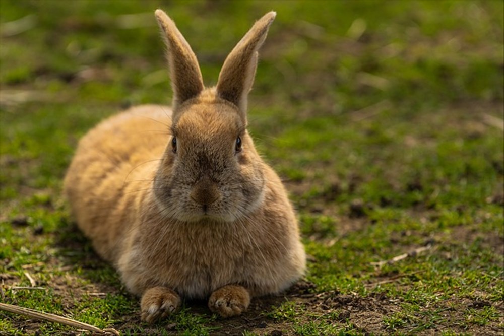 Laver un Lapin : Guide Pratique et Astuces Essentielles