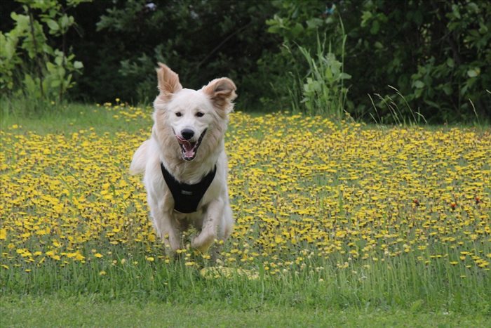 Les bienfaits des promenades régulières pour les chiens : équipements essentiels