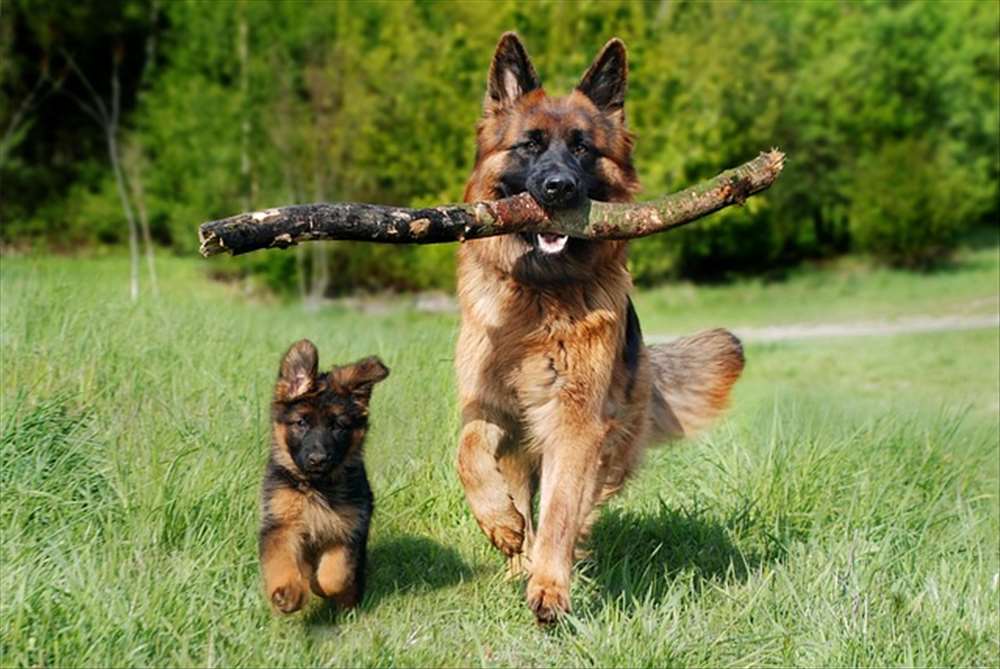  Promenade quotidienne : Bienfaits sur la santé mentale de votre chien