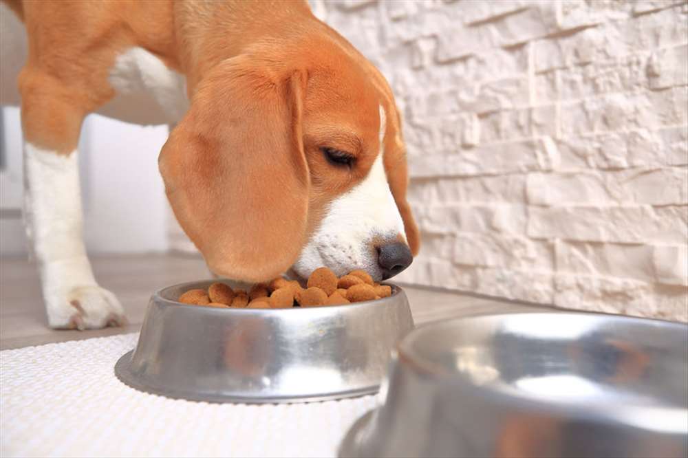 Comment garder votre chien en bonne santé ?