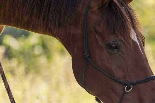 Annuaire des éducateurs canins dans le Pas de Calais