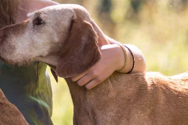 Trouver un éleveur d'animaux en Nouvelle-Aquitaine